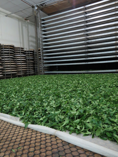 nhận Gia công trà